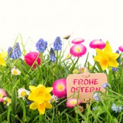 Bunte Blumen - Wiese - Frohe Ostern